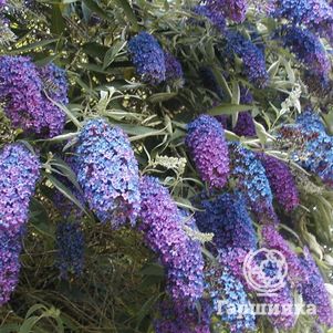 Буддлея Давида Эмпайр Блю