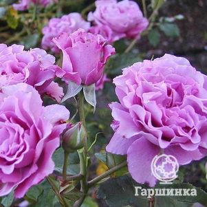 Роза Дойче Велле флорибунда, Imperial Rose