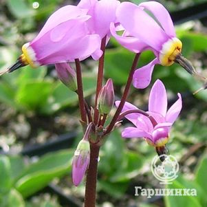 Додекатеон Королева Виктория