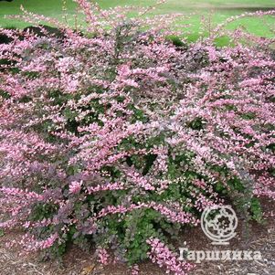 Барбарис Тунберга Пинк Квин
