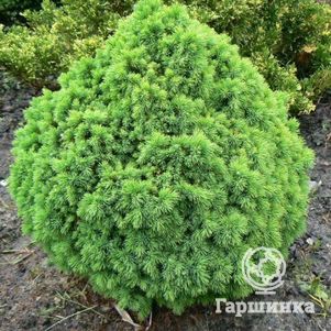 Ель канадская Альберта Глоб