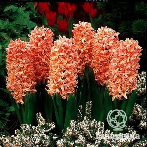 

Гиацинт Джипси Кyин 3 шт