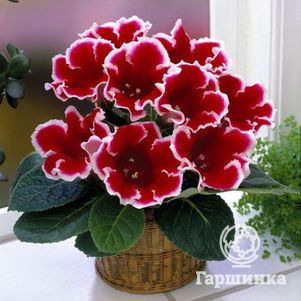 

Глоксиния Кайзер Фридрих