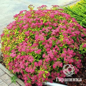 Спирея Голдфлейм японская