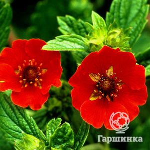 Лапчатка травянистая Гибсон Скарлет