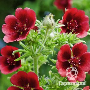 Лапчатка травянистая Монарх Вельвет