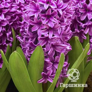 

Гиацинт Мисс Сайгон 3шт