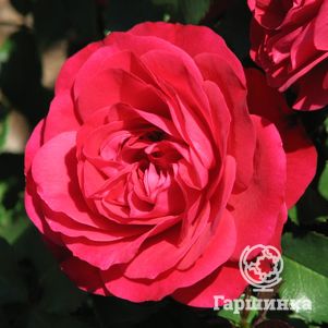 Роза Мона Лиза флорибунда, Top Roses