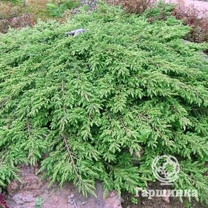 Можжевельник обыкновенный Грин Карпет