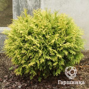 Туя шаровидная Голден Глобе