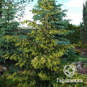 Ель восточная Ауреоспиката