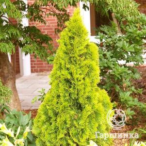 Туя западная Голден Смарагд