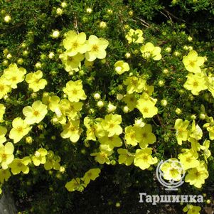 Лапчатка Голдстар кустарниковая