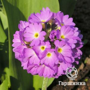 Примула мелкозубчатая Пинк