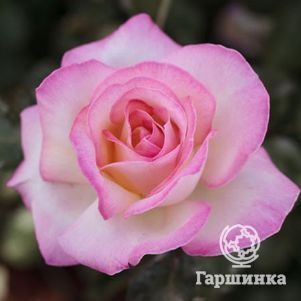 Роза Принцесс де Монако чайно-гибридная, Top Roses