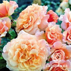 Роза Карамелла кустарниковая, Кордес (лиц)