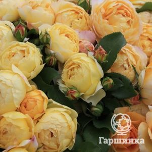 Роза Шато де Шеверни, Дельбар (лиц)