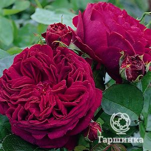 Роза Алан Сушон чайно-гибридная, Топалович (лиц)