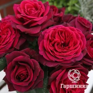 Роза Графиня Диана, Кордес (лиц)