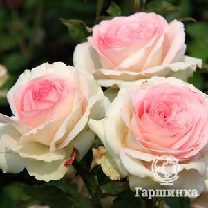 Роза Бидермейер миниатюрная, Тантау (лиц)