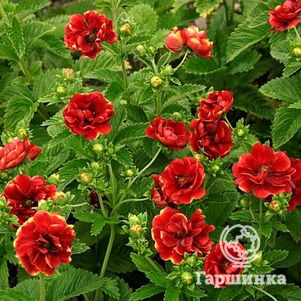 Лапчатка Арк эн Силь