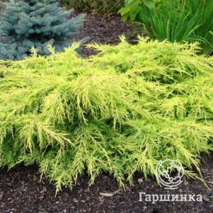 Можжевельник средний Голд Стар