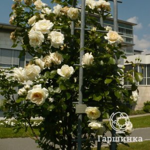 Роза Сноу Дэнс плетистая, Imperial Rose