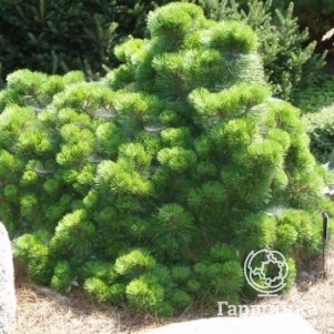 Сосна черная Хельга