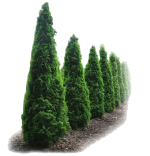 Живые изгороди