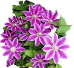 Клематисы и другие вьющиеся растения